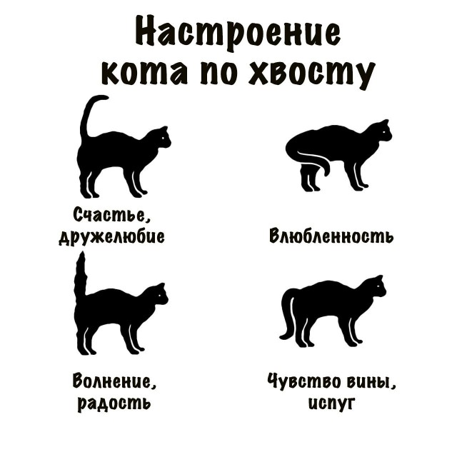 Про котейку