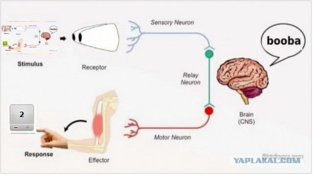 Схема работы мозга