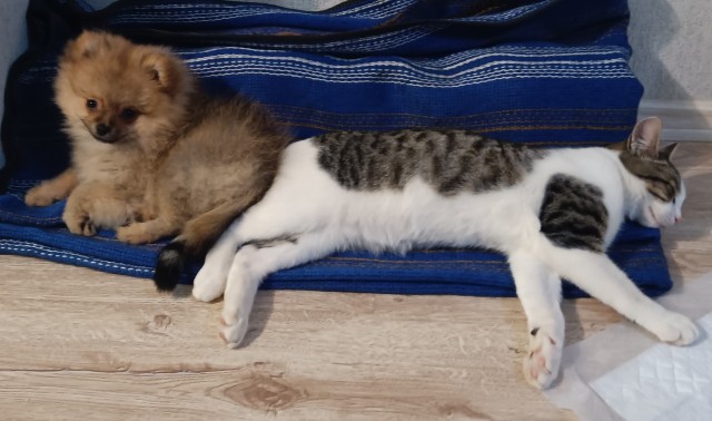 Кот-манипулятор
