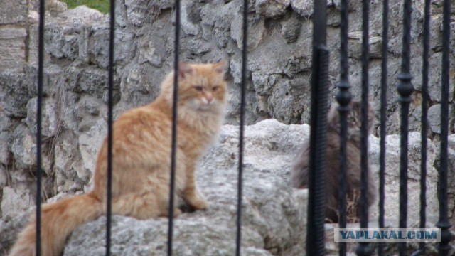 Крым в феврале или "Не стреляйте в белых лебедей!"