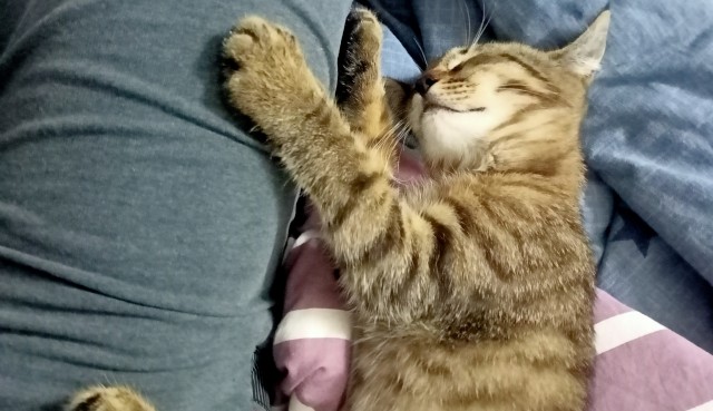 Начинаем котофторник?