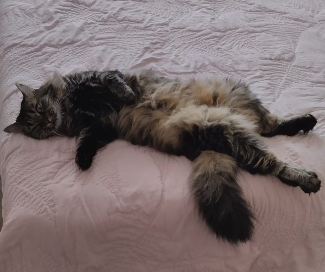 Котовторник! 16+ Коллеги-рабы, отмечаемся, у кого хозяину много лет!