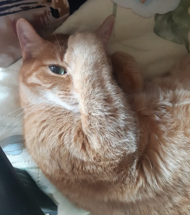 Котовторник Рыжих