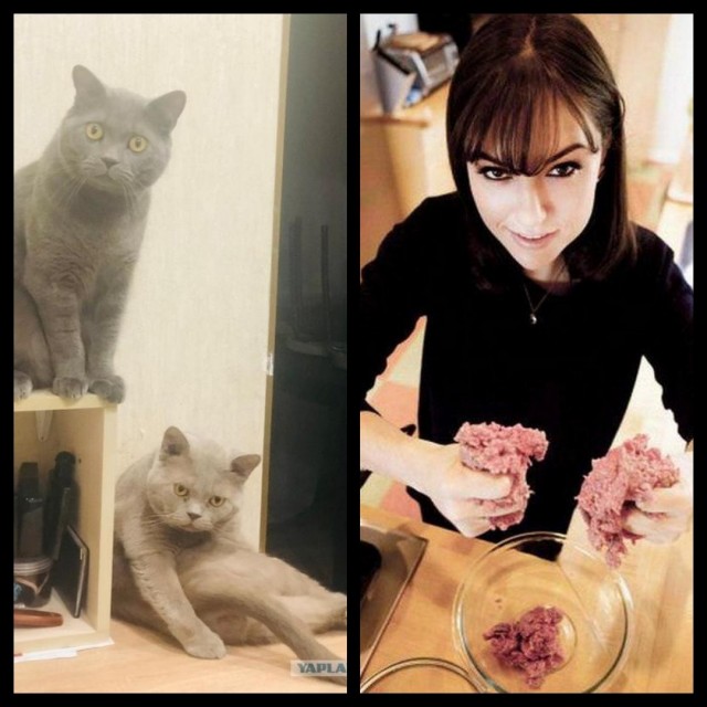 Сына котики