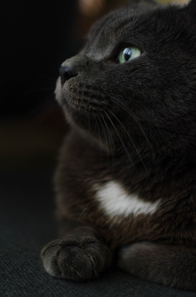 Кекс