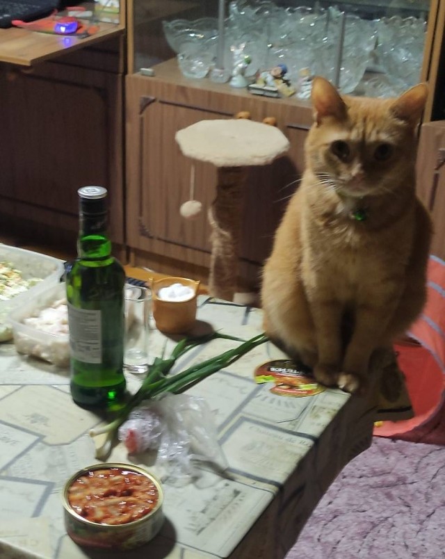 Котовторник