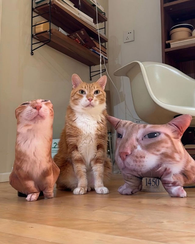 Котейке подарили подушку