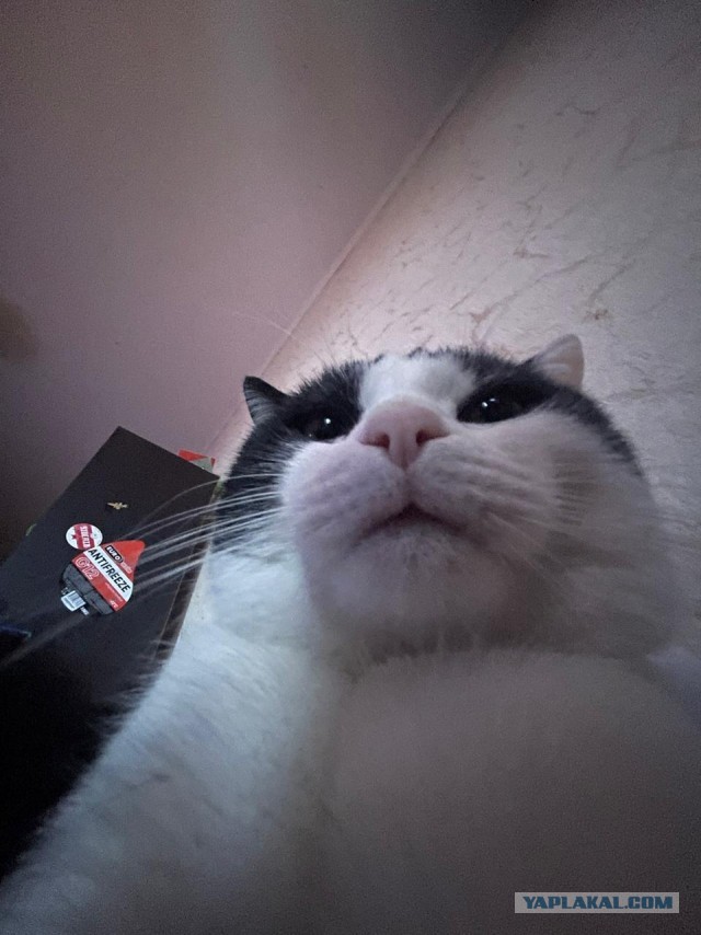 Прикольные морды котов псов к настроению...