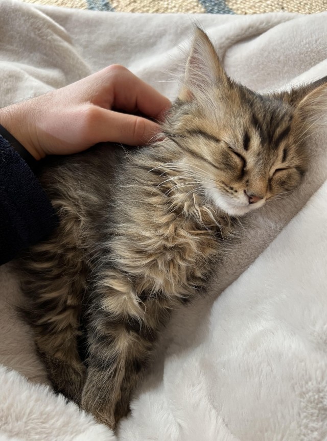 Хвостище для котовторника.