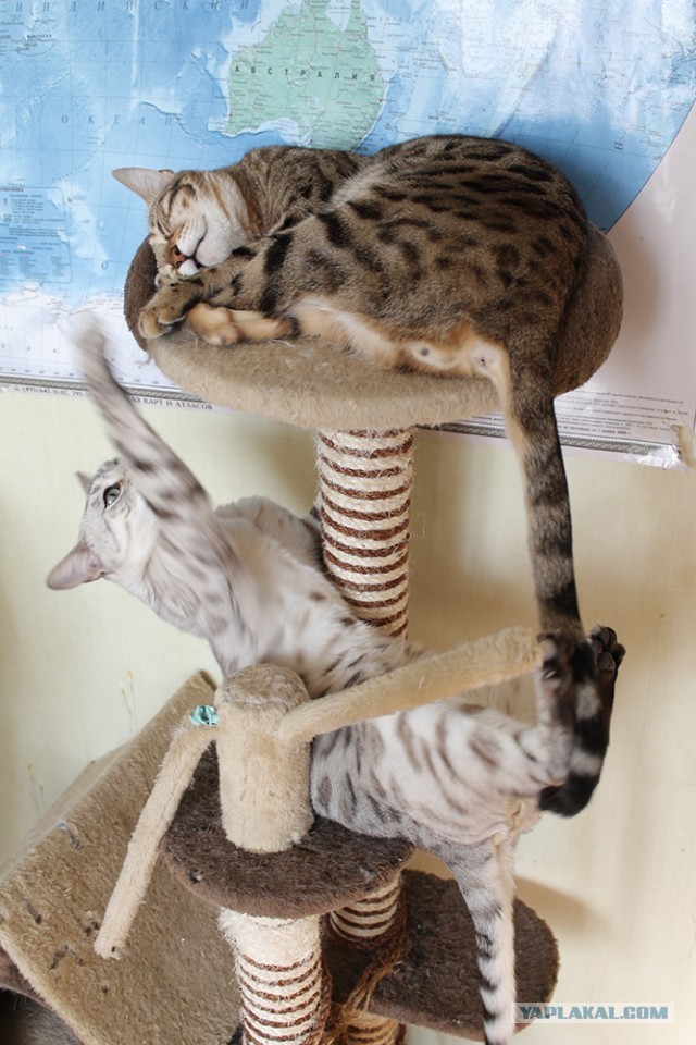 О бенгальских котах на наглядном примере