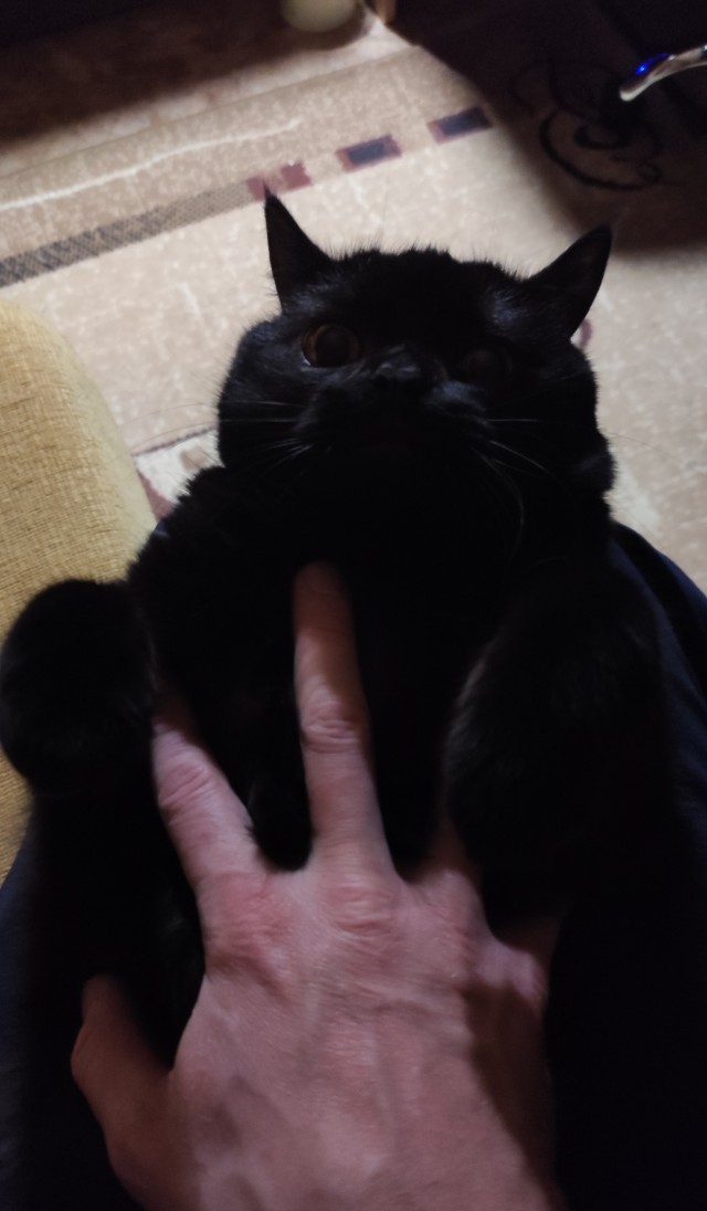Спящий кот