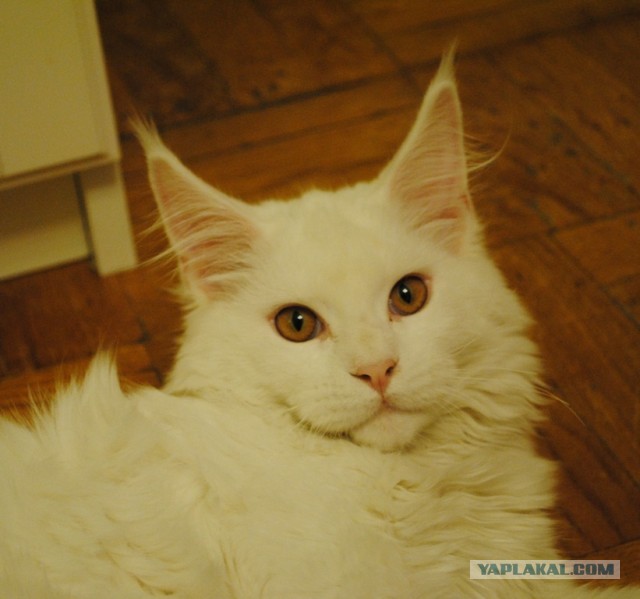 Немного о  Мейн Куне.