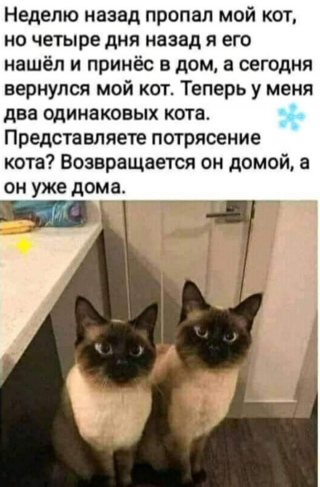 Посетил я тут тему мутную, про попавшую кошку, есть продолжение.