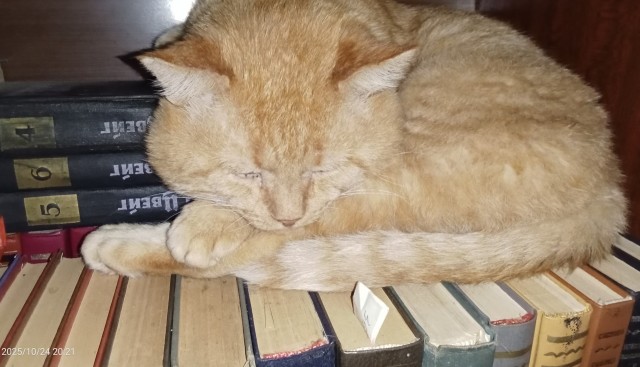 Кот мусульманин.