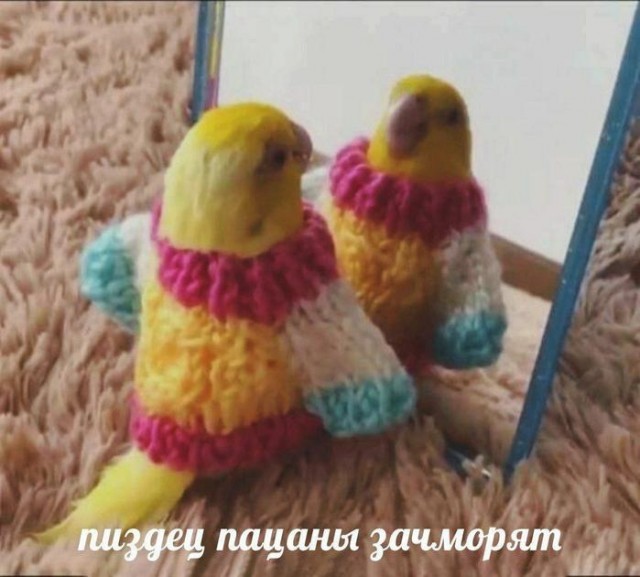 Картинки для деградации 81 (разной степени свежести)