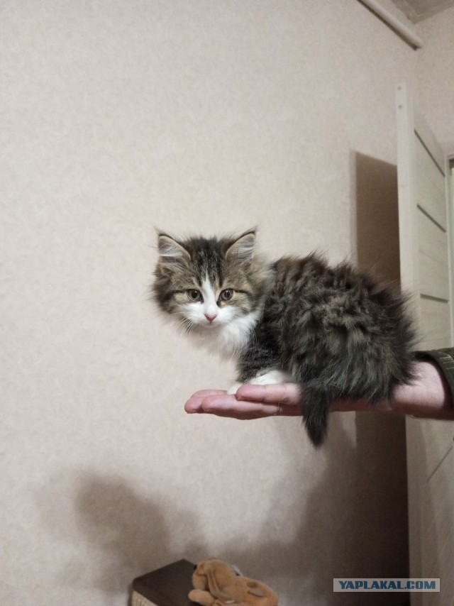 К котовторнику