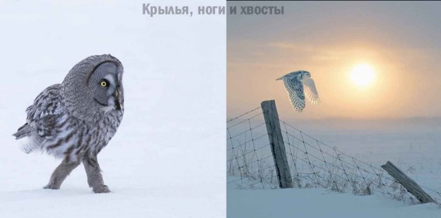Сегодня за моим окном зима