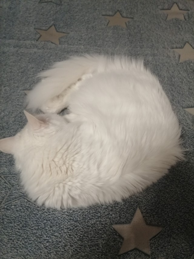 А котовторник уже пришёл?