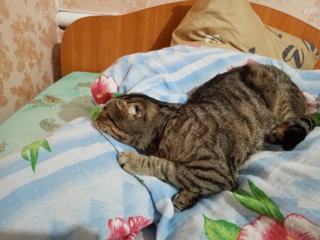 Жизнь домашнего приюта "Котоленд" 534