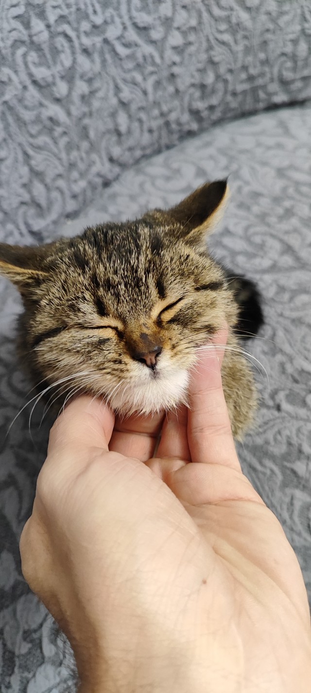 Котоужин