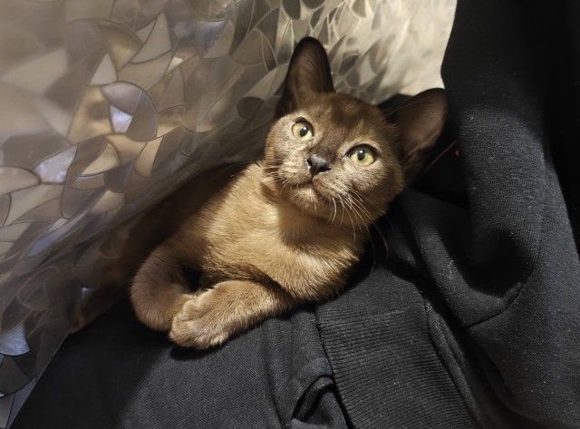 Принимайте в свои ряды которабы