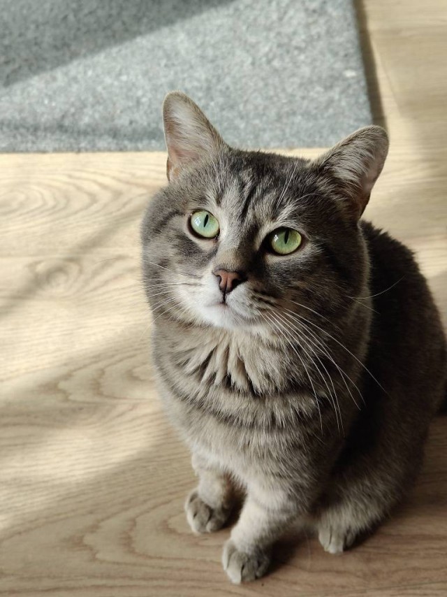 Наши коты