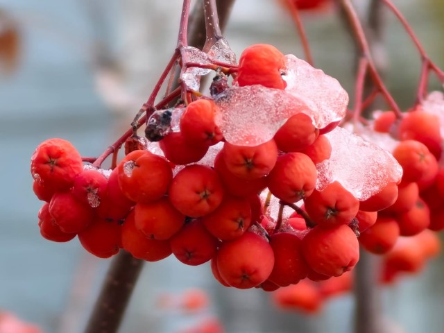 Ледяной дождь 03.05.24 (Лен.обл)