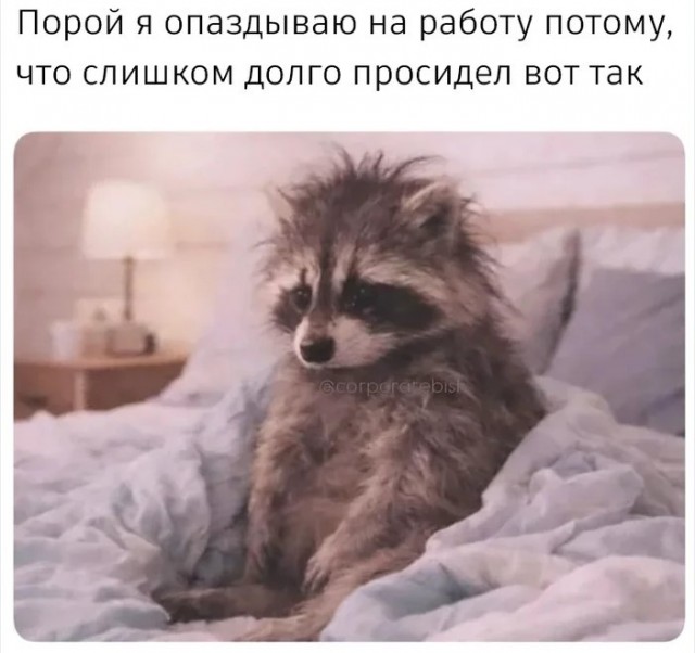 Почему ваша кошка смотрит в пустой угол: мы наконец разобрались, и вам это не понравится
