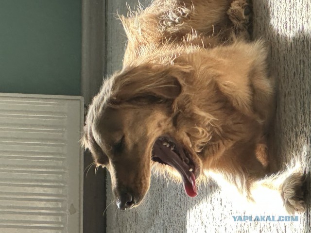 Даны больше нет