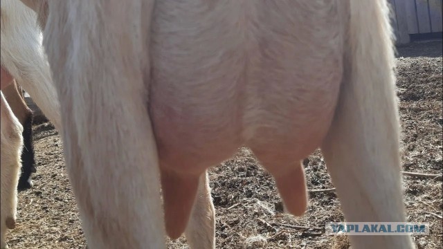 Музыка и музыканты: Провокационные обложки рок-альбомов.