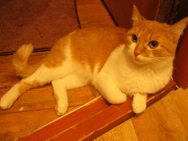 Котовторник 29.10.2013