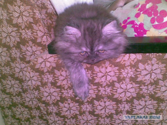 Котовторник   17.12.2013