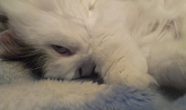 Котовторник 18.03.2014