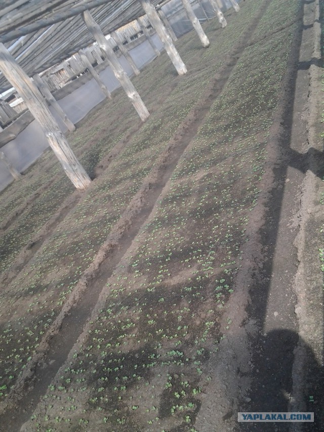 Любителям зелени