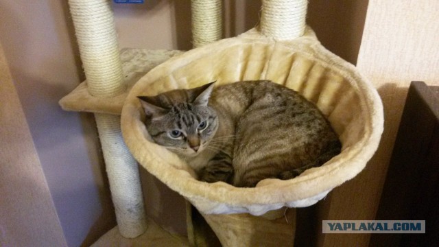 Котовторник 01.04.2014