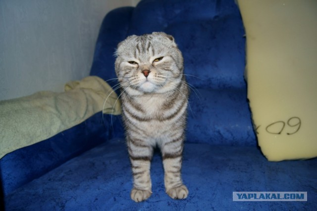Котовторник  08.04.2014