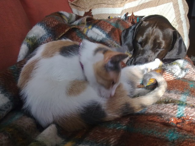 Котовторник 22.04.2014