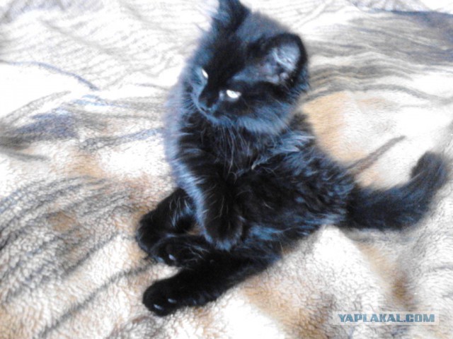 С Котовторником!