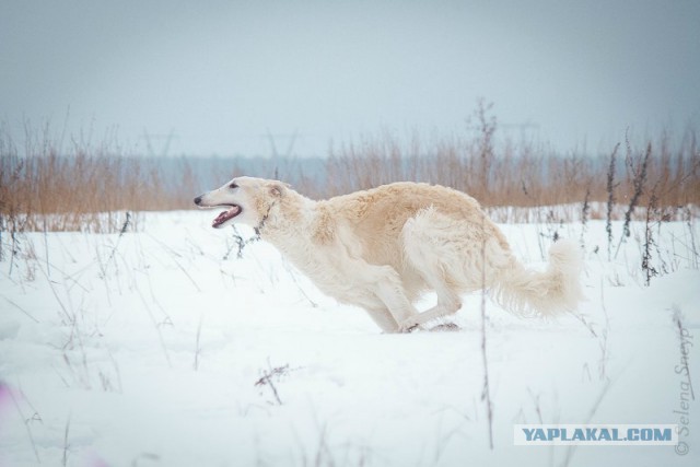 Собачки: русская борзая