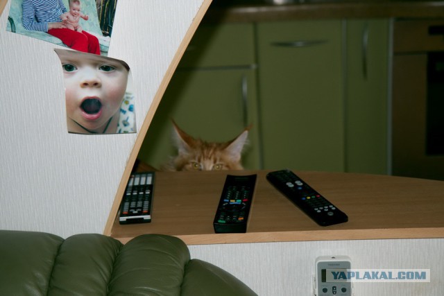 Котовторник 17.06.2014