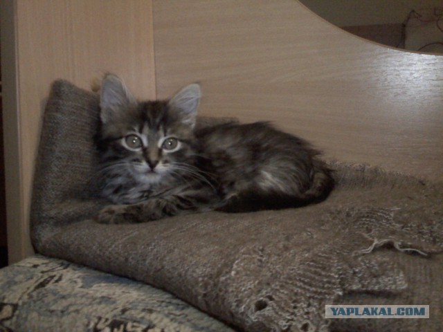 Котовторник  08.07.2014