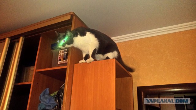 Котовторник 26.08.14.