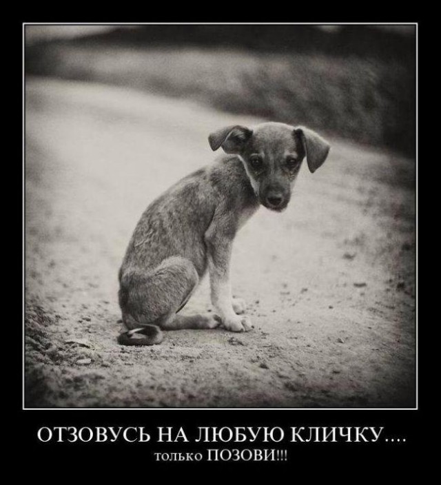 21 повод быть благодарным собаке