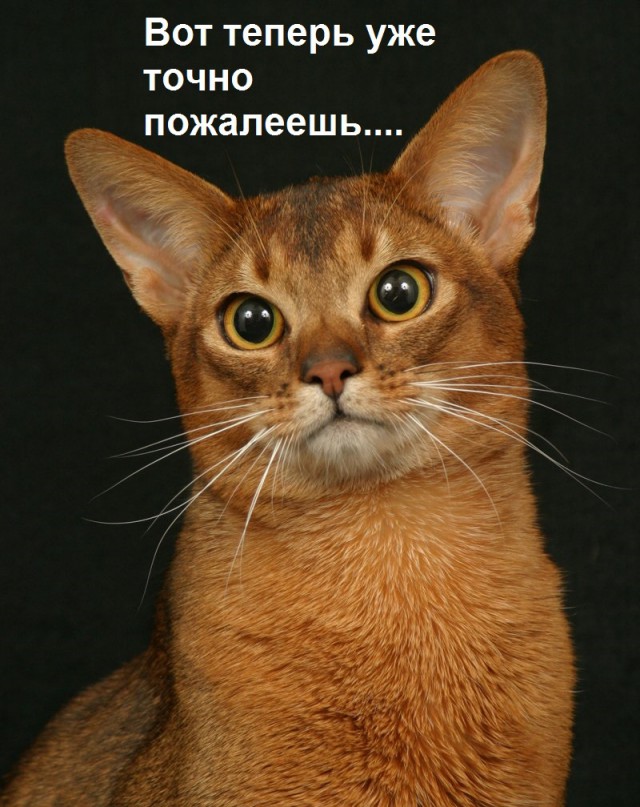 Белкокот