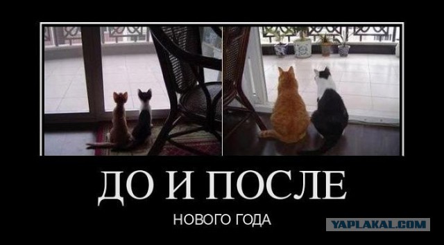 Коты, как многогранные личности