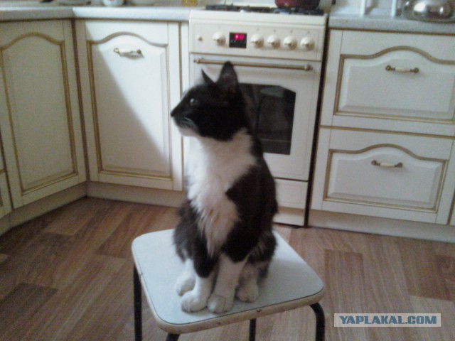 Котовторник