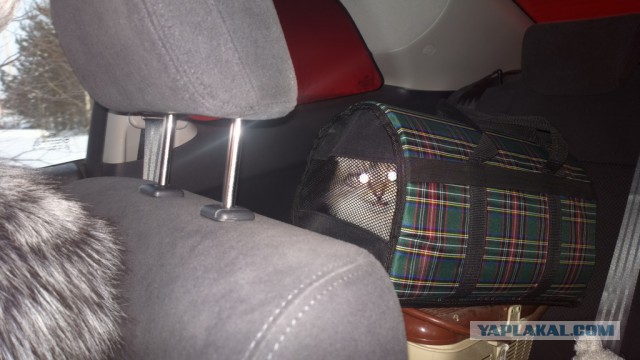 Котовторник