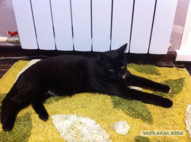 Котовторник 24.03.2015