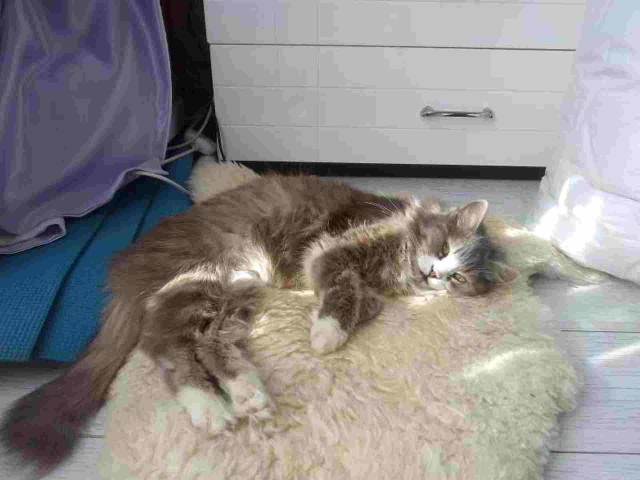 Котики-наркотики