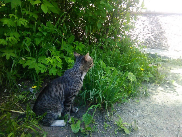 Котовторник   02.06.2015